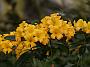 Rhodo zoelleri x zoelleri1